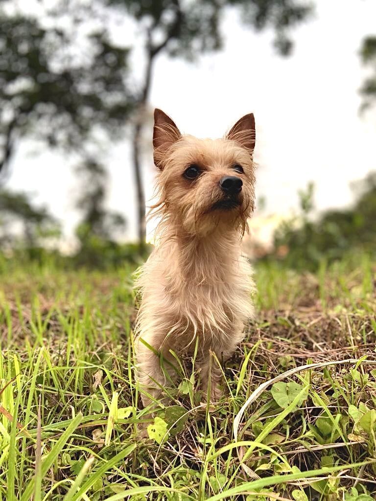 あなたのペット・犬・猫などの似顔絵を描きます 写真のようなリアルな あなたのペットのイラストを製作します イメージ6