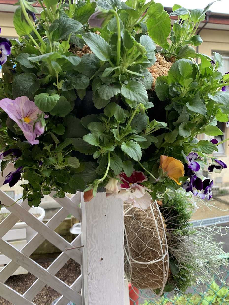 作れない方貴方の代わりに寄せ植えを作ります お庭や玄関を寄せ植えで華やかにしませんか。 イメージ5