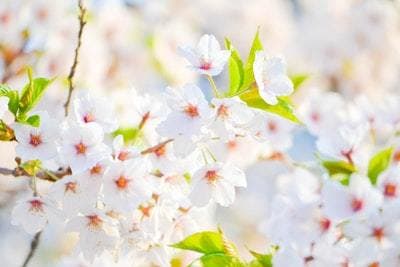 看護師から産業保健師への転職をサポートします 未経験で転職に成功、正社員産業保健師が相談に乗ります イメージ1