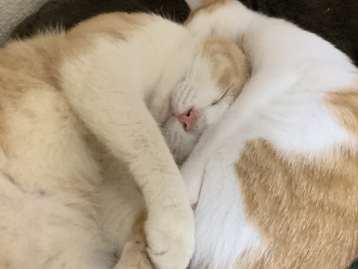 猫の懐かせ方教えます 今までの保護猫数13匹ですので猫の性格は大体分かってきました イメージ4