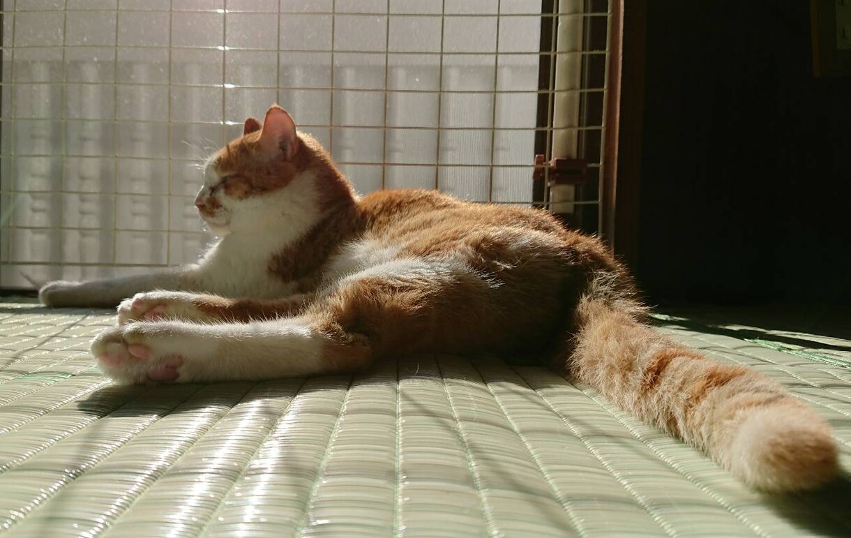 アニマルヒーリングをします 猫犬鳥うさぎなど、チャクラチェックしお知らせします イメージ1