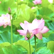 パニック障害、うつ、化学物質過敏症のお話聞きます 理解されにくい香害製品の悩みや化学物質過敏症のことなど イメージ1