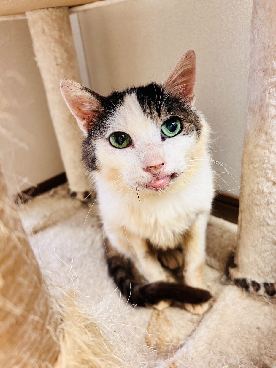猫に関する相談を動物保護団体代表がお伺い致します 何でもお気軽にお話してくださいね！ イメージ3