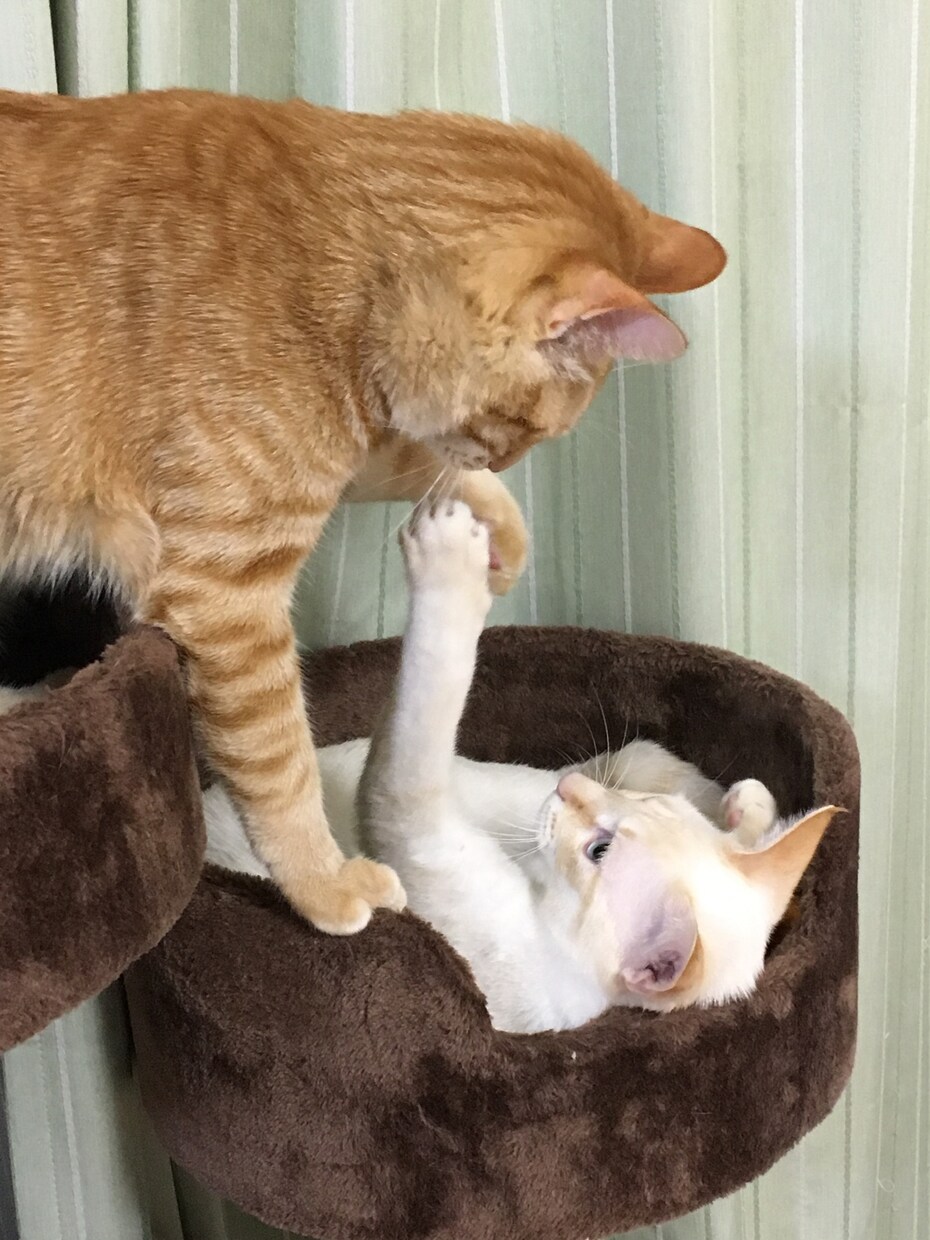 寂しい、眠れないそんな夜にそっと寄り添います 誰かと繋がりたい、そんな日はのんびり・ゆったりと イメージ1