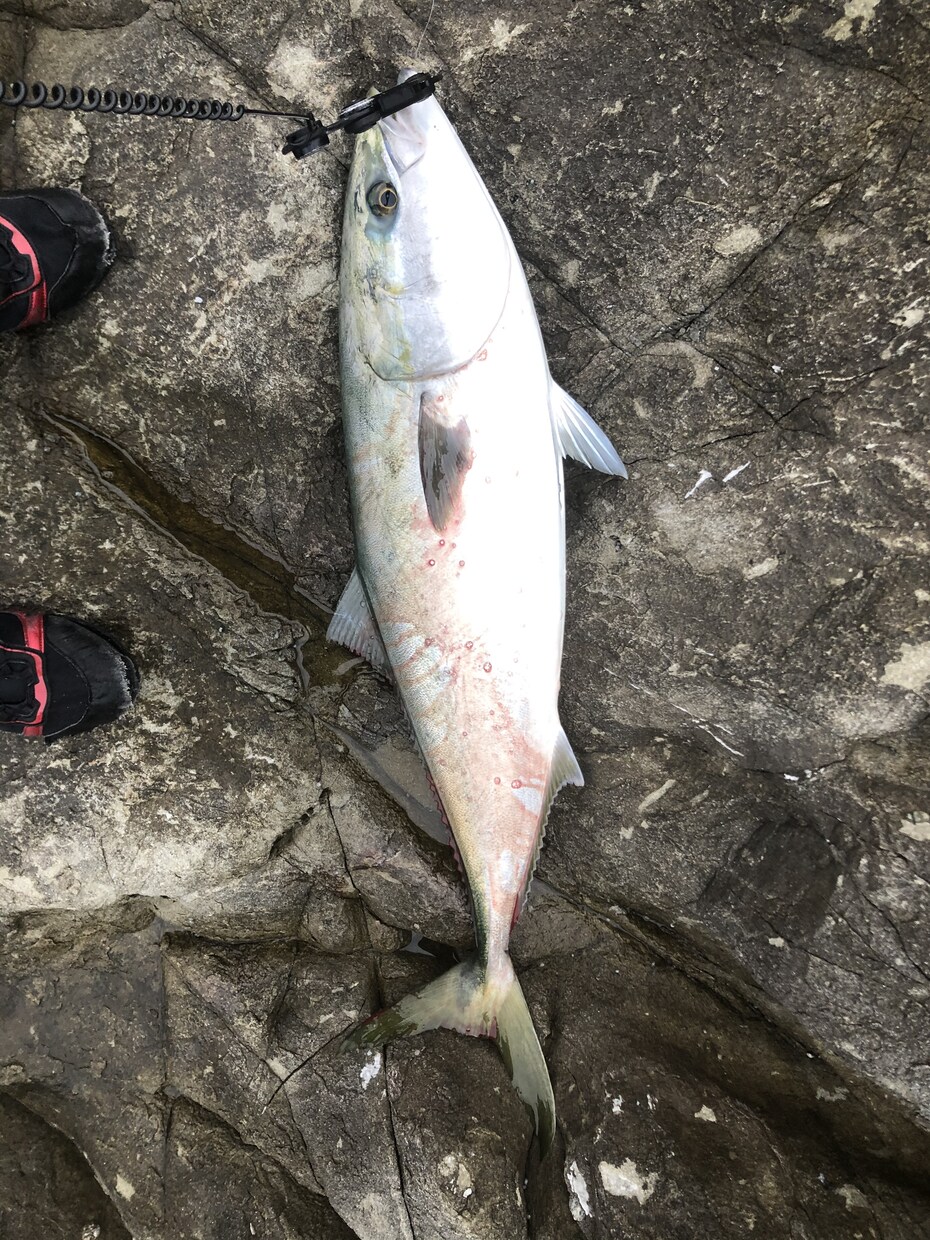 魚の釣り方教えます 根魚、青物、雑魚、ブラックバスショアからつれるものはなんでも イメージ1