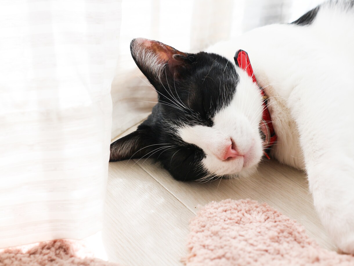 愛犬・愛猫など貴方のペットの気持ち霊視鑑定します お家・天国にいる貴方のご家族のペットちゃんの気持ちを視ます。 イメージ10
