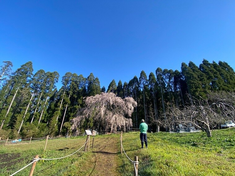 庭木、ガーデニングのお悩みをサポートします 樹木医ガーデナーがプロ目線で優しく丁寧にお悩みに答えます イメージ2