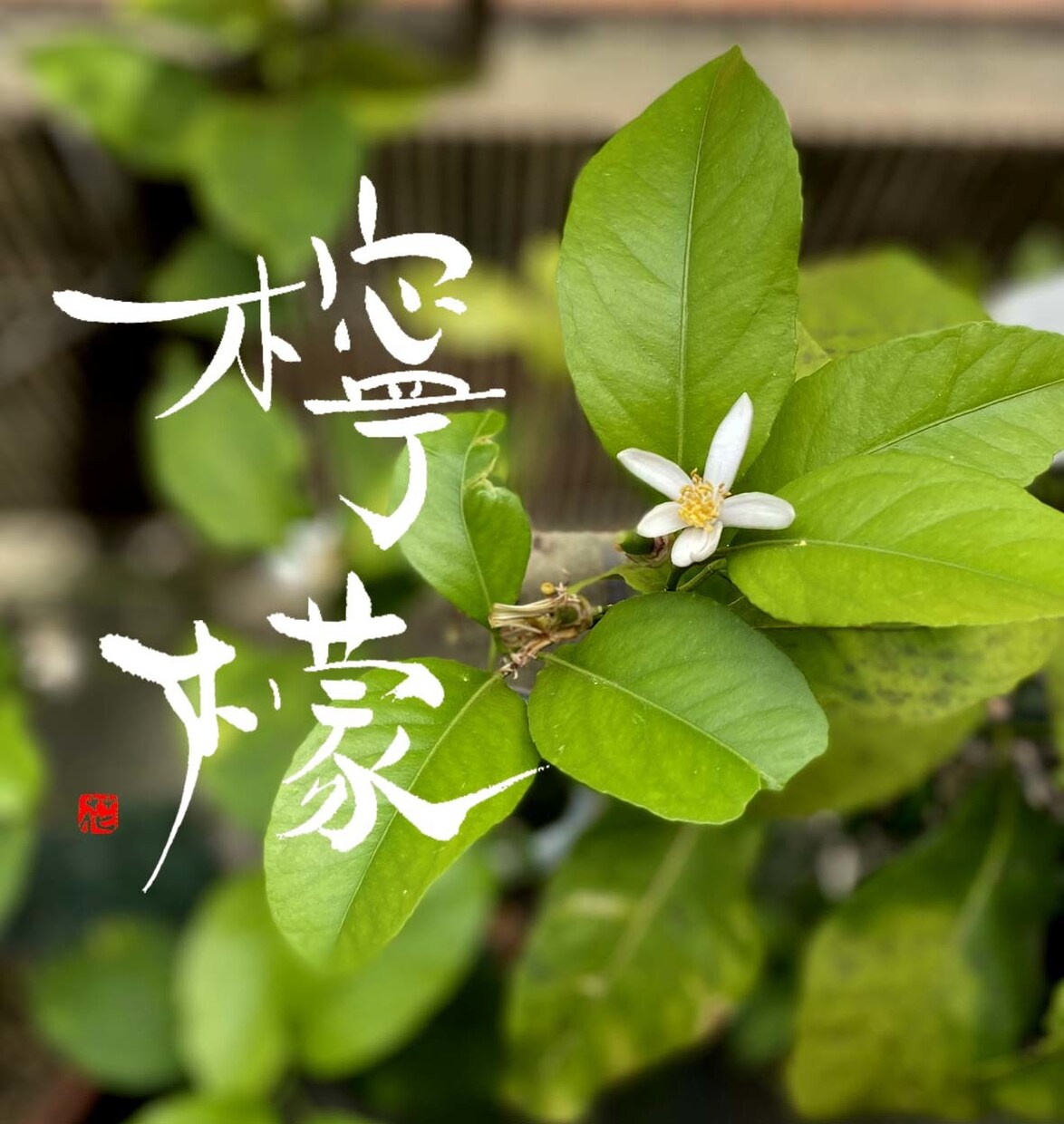 筆文字のデザイン力と書道の技術を活かして制作します ひとつ格上の筆文字を目指します イメージ2