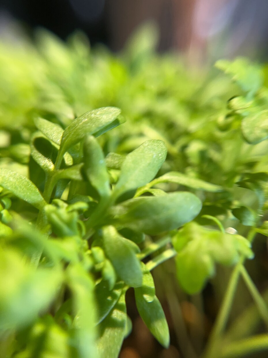 植物、食材を中心に色々な写真を投稿します ミクロの世界への挑戦と探検。まだ見ぬ世界へ。 イメージ9