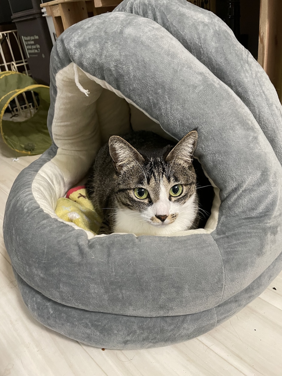 お子さんについての相談何でも聞きます 元保育士、幼稚園教諭。出会った子どもは数百人。 イメージ1