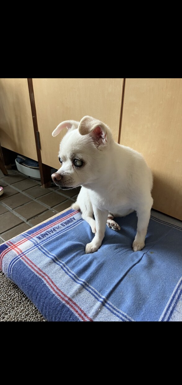 愛犬・愛猫のお写真から作品を制作します 大切な家族の思い出を形に残します イメージ6