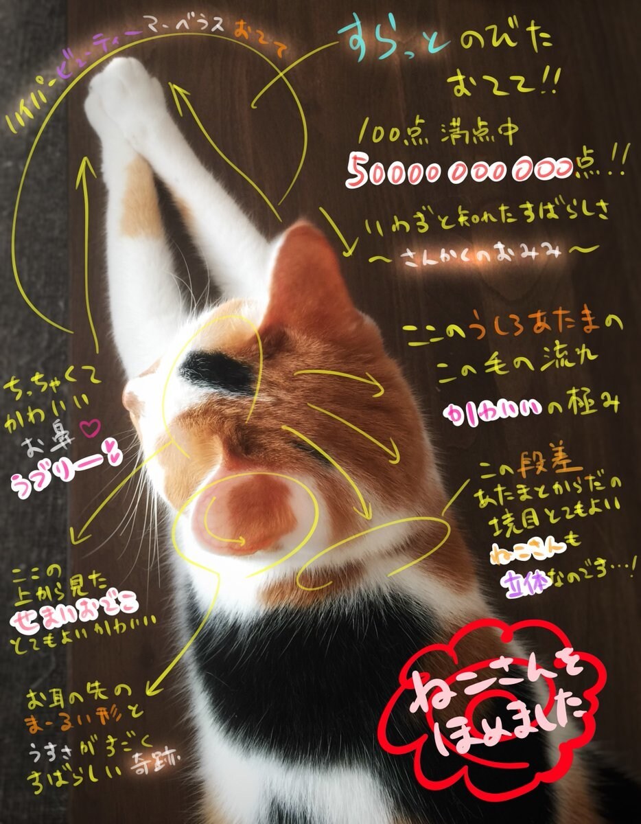 軽量版-ねこさんをほめます あなたのおうちの猫さんを褒めます イメージ4