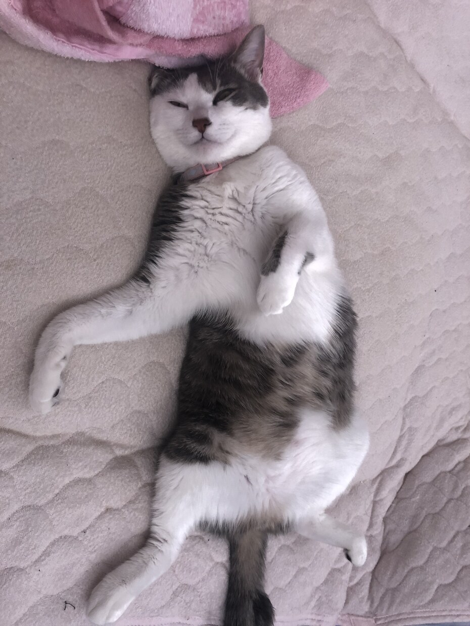 写真から霊視➕様々な占術でコミニュケーションします ♥️亡くなられた方もOKです♪ワン猫✨ココナラ2000件以上 イメージ4