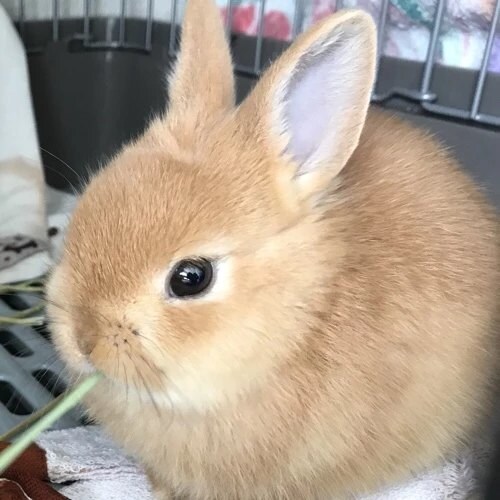 ご相談相手、あなたの心を癒します 愚痴や悩みお話相手などジャンルは問いません！ イメージ2