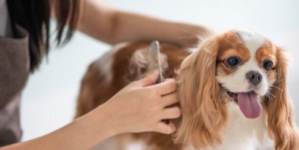 愛犬のお手入れ、躾アドバイス致します 愛犬のお世話、お手入れ、カット、躾アドバイス致します。 イメージ2