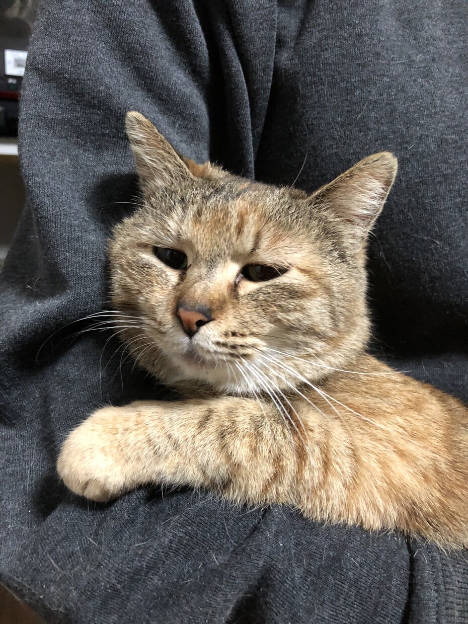 猫の飼い方から病気のトラブルまで、相談に乗ります 【元獣医師・現在11匹の猫を飼っています】 イメージ1