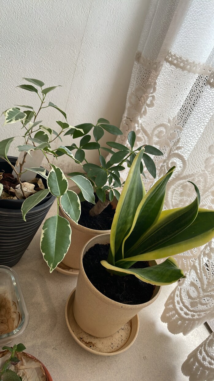あなたのまんま⭐️そのままお話し聞きます カウンセリングじゃないあなたの思いに寄り添います イメージ3