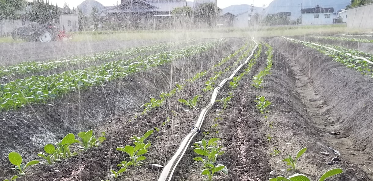 体が欲しがる水で育てる農法･農業を提供します 「その水を変えるダケで！」野菜の革命!【ガイナ農法】 イメージ10