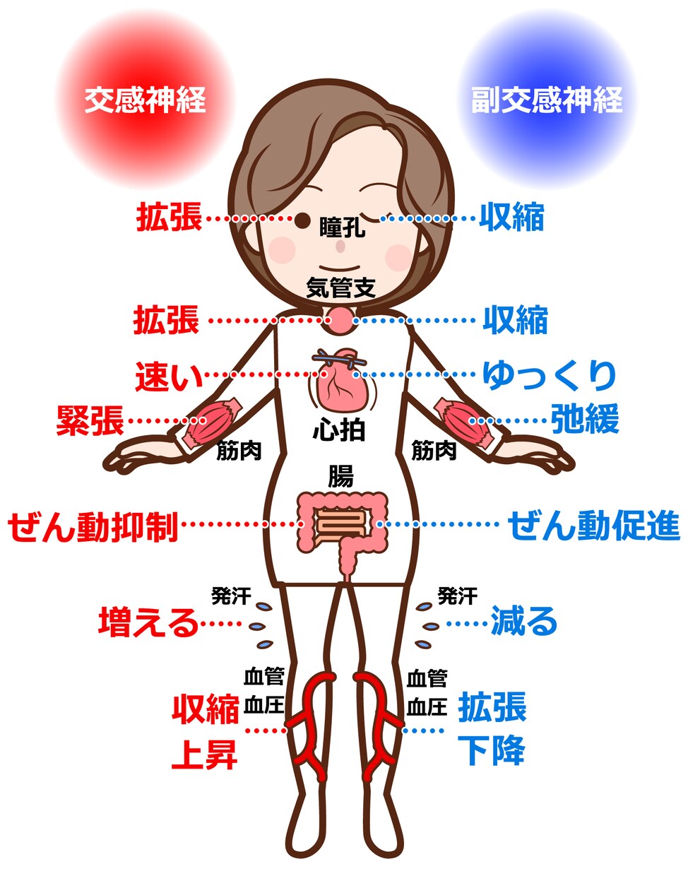 井穴ツボ療法で健康に！ます 指先のツボを刺激し自律神経を整え不定愁訴を自分でケアします！ イメージ7