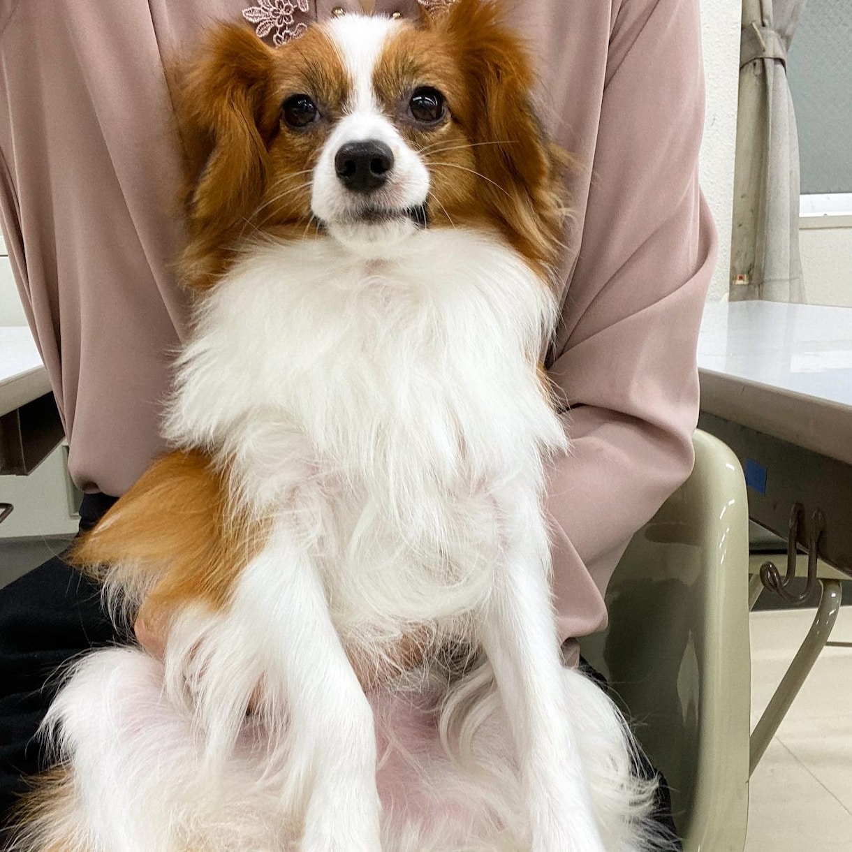 犬について困っている事。動物看護師が答えます 犬猫の日頃の疑問についてお答えします！ イメージ1