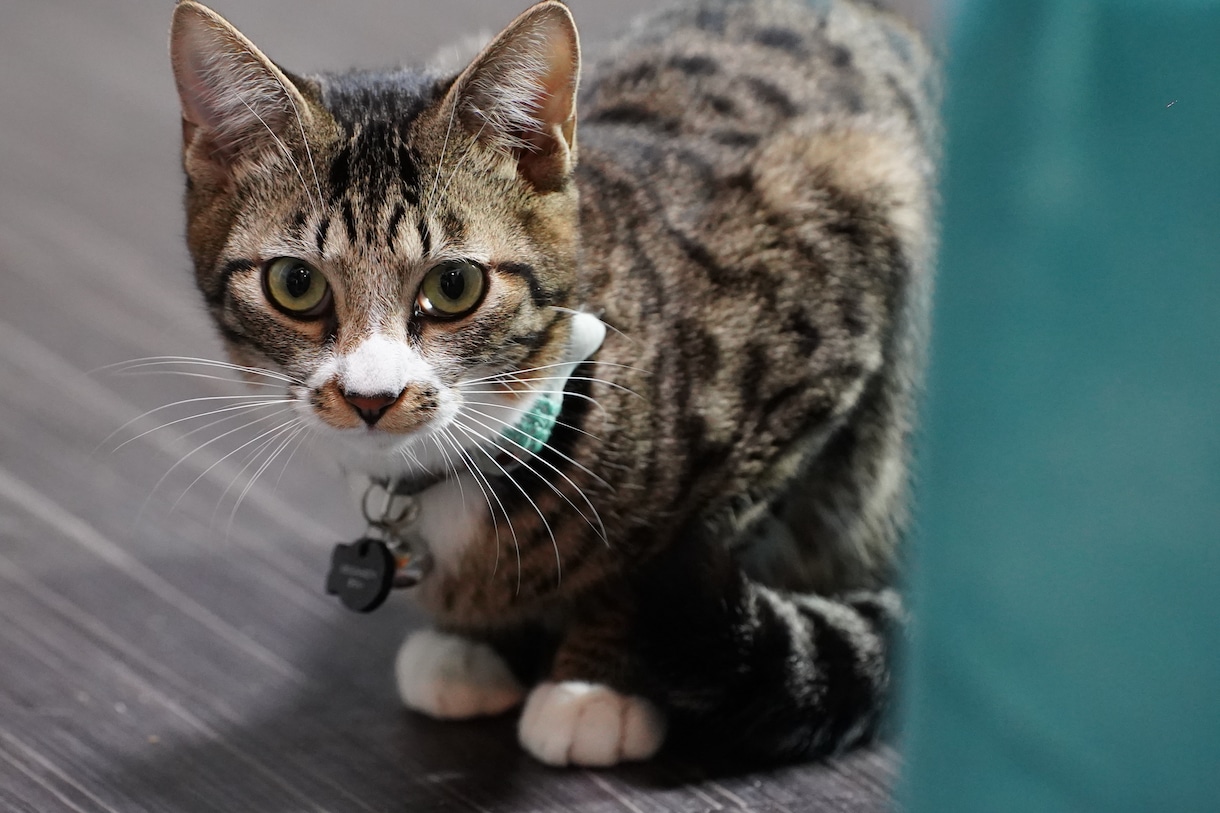 愛犬・愛猫、ペットの思い出を残します 綺麗に可愛くカッコよく、大事な家族を残します。 イメージ4