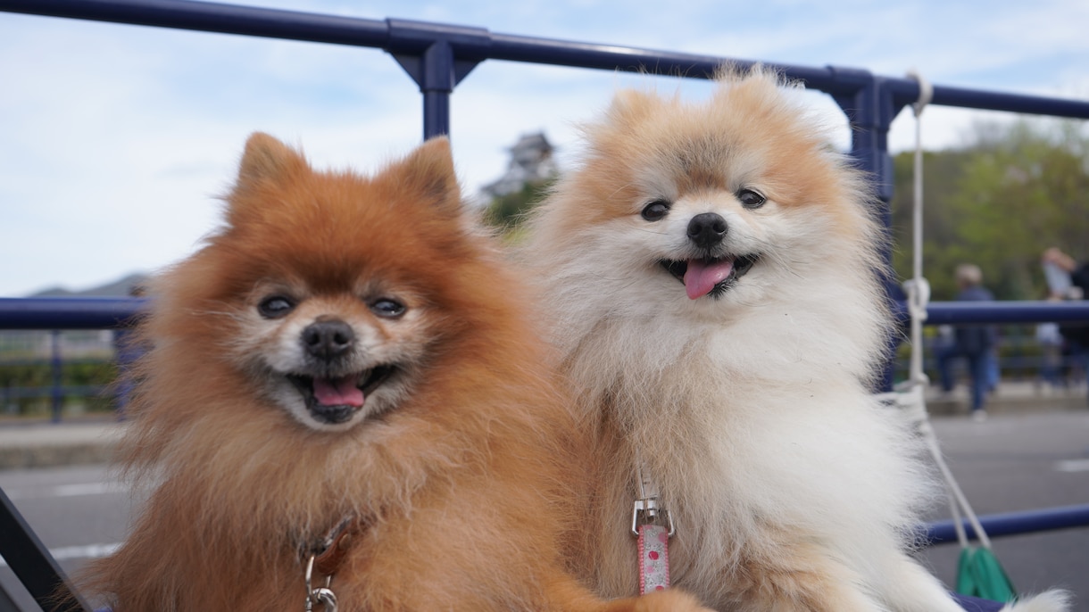 全画像納品！愛犬との家族写真撮影します 愛するわんちゃんとの思い出を残しませんか？ イメージ3