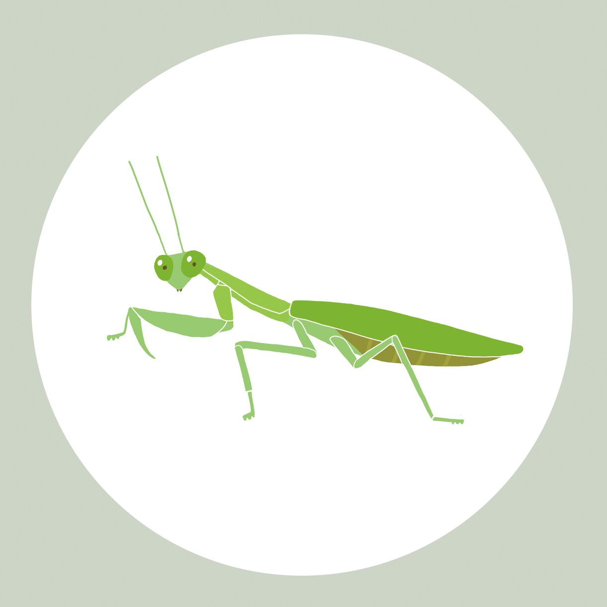 WEB素材やチラシ・挿絵用のイラスト制作いたします 虫や魚などのイラスト描きます！ イメージ9