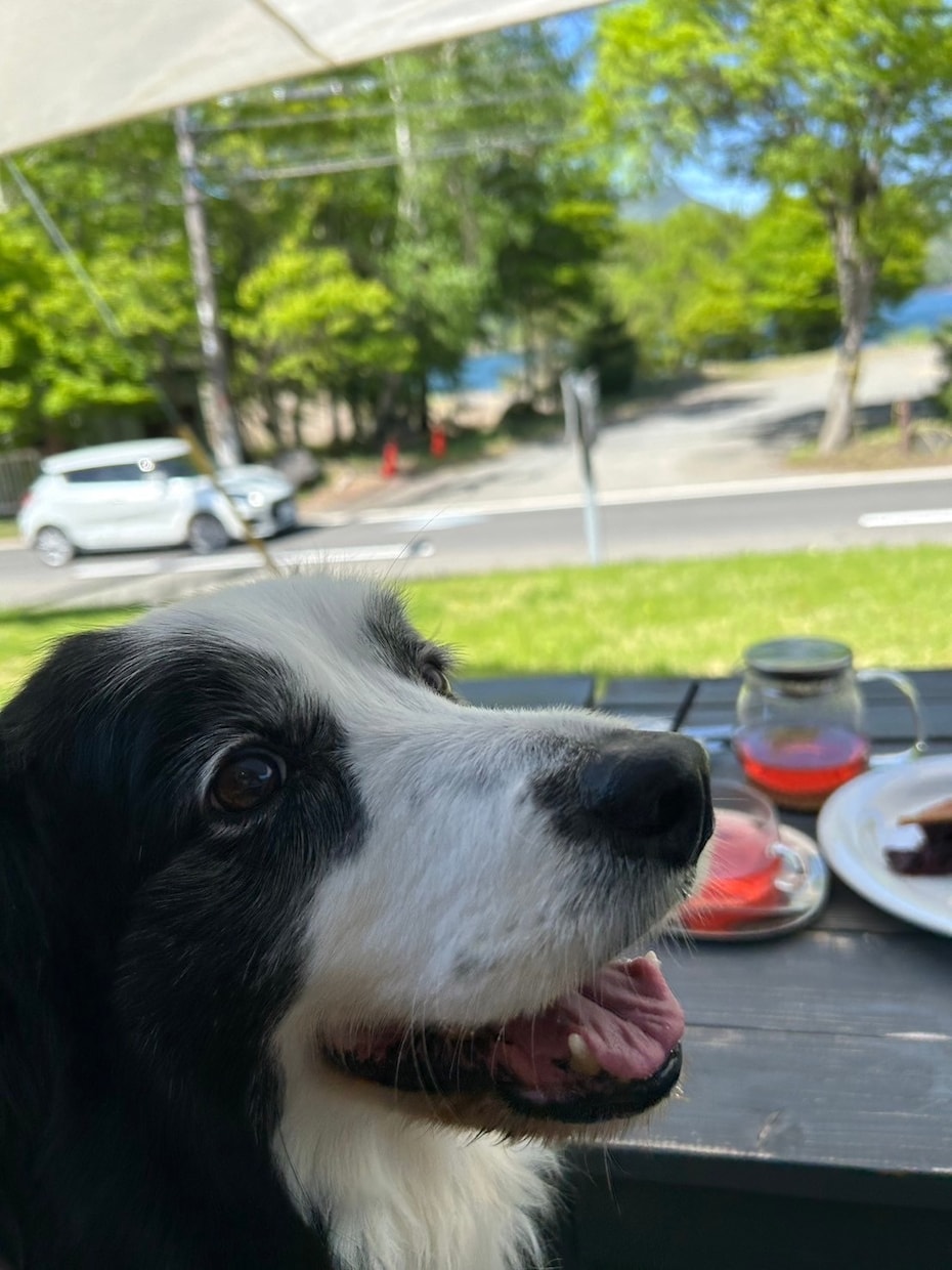 河口湖周辺の犬と行けるカフェの情報を提供します 河口湖で愛犬と過ごすカフェ時間をもっと安心で楽しいものに イメージ2