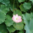 自分を無条件に愛し、美しくなる瞑想をお伝えします トラウマ、癌生還20年のセラピストが究極の癒し瞑想を伝えます イメージ5