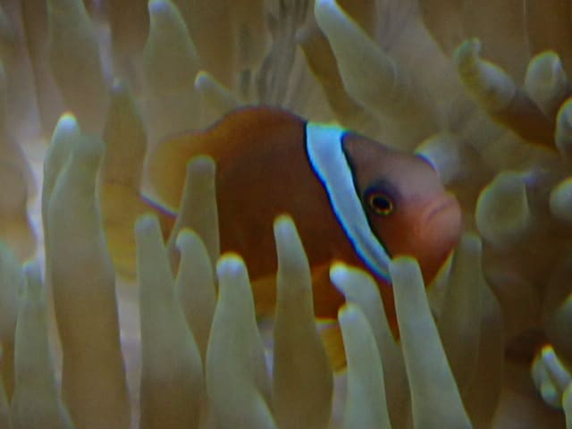 熱帯魚海水魚の飼育相談承ります アクアリウム歴20年以上の元アクアショップ店員アドバイザー イメージ2