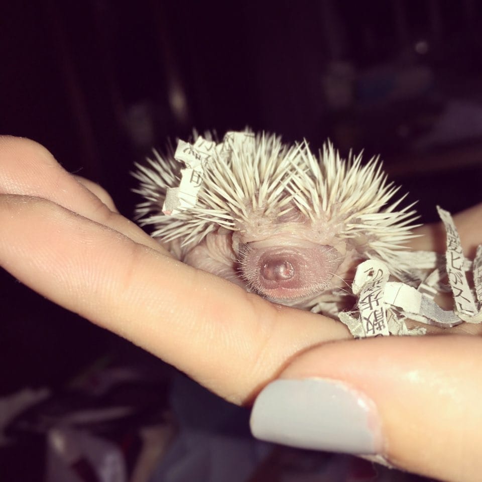 ハリネズミの飼い方からコツまで全てお教えします ハリネズミについて気になる全ての方へ♩ イメージ2
