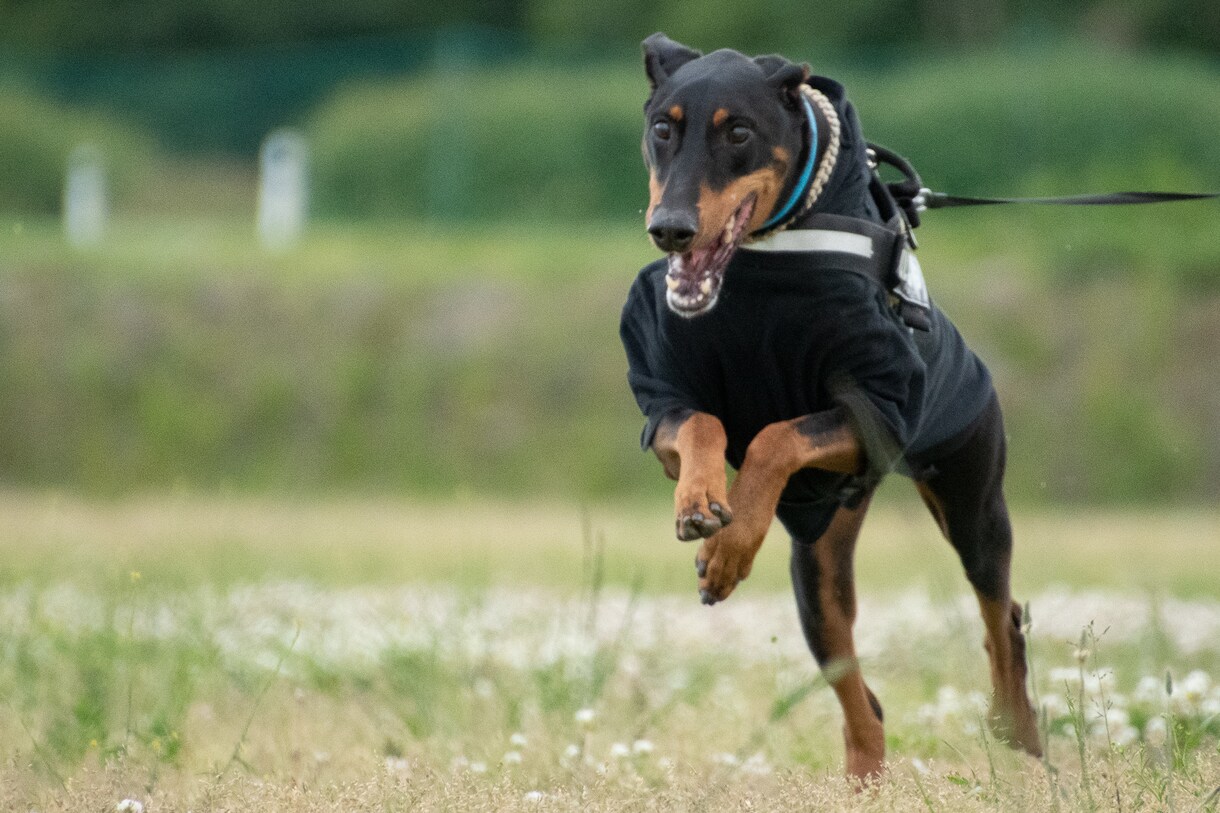 愛犬写真撮影のコツ、撮影機材のご相談を承ります 高性能なカメラでいつまでも笑顔になれる写真づくりのお手伝い イメージ3