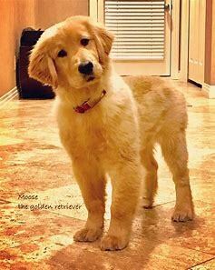 ペットロス。あなたの心を癒します 愛犬を8回亡くした私が貴方のペットロスの気持ちに寄り添います イメージ4