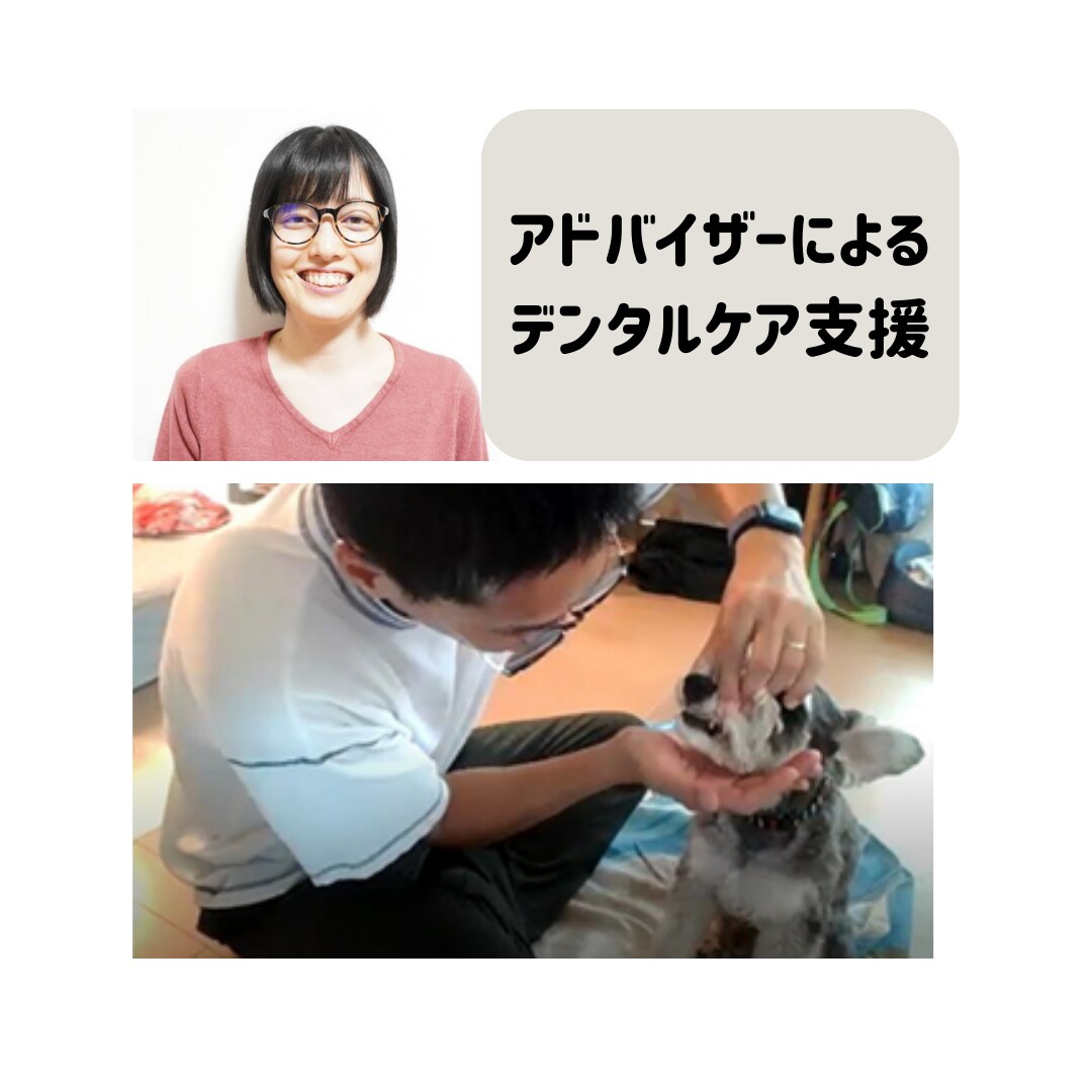 30分・飼い主さん向けペットデンタルケア教えます プロフェッショナルアドバイザーがデンタルケアを教えます！ イメージ1
