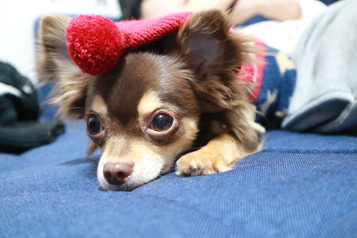 わんちゃんのわからない点などあればお話聞きます これからわんちゃんを飼おうと思ってる方や愛犬のお悩み相談 イメージ1
