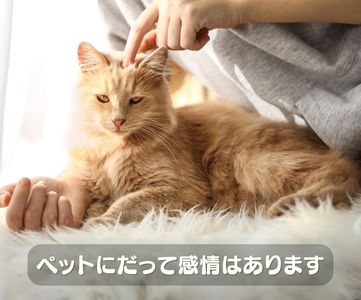 家族のように大切なペットの心の声を読み取ります アニマルコミュニケーションであなたとペットの気持ちを繋ぎます イメージ3