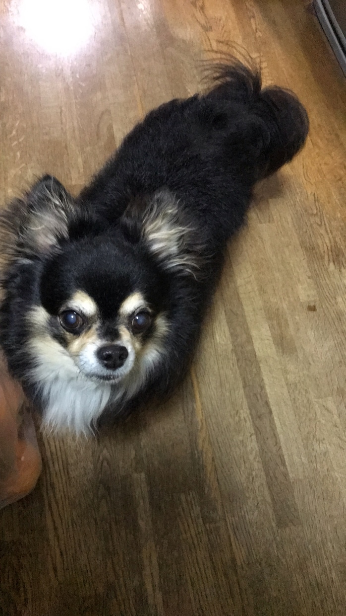 アニマルコミュニケーション、動物とお話致します 動物さんとお話します！どう思っているかを聞きます！ イメージ3
