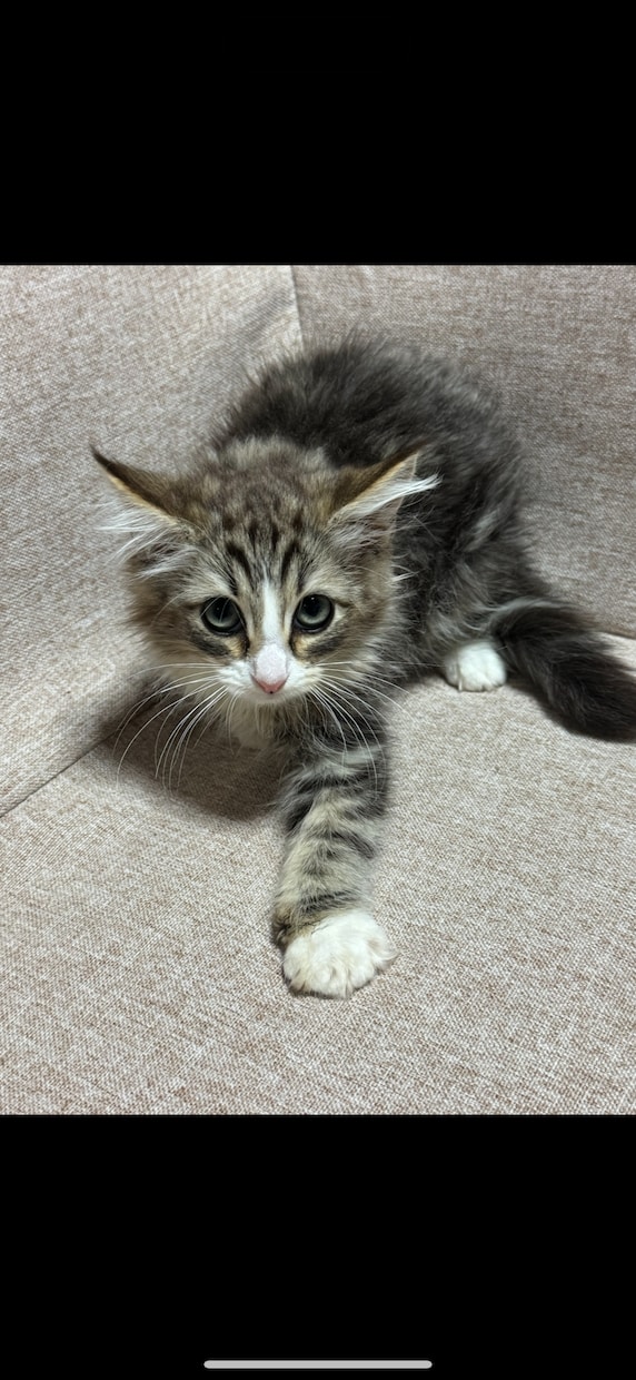 犬、猫ブリーダーコンサルタントお教え致します 繁殖、販売、飼育など売上の上げ方も教えます。 イメージ2