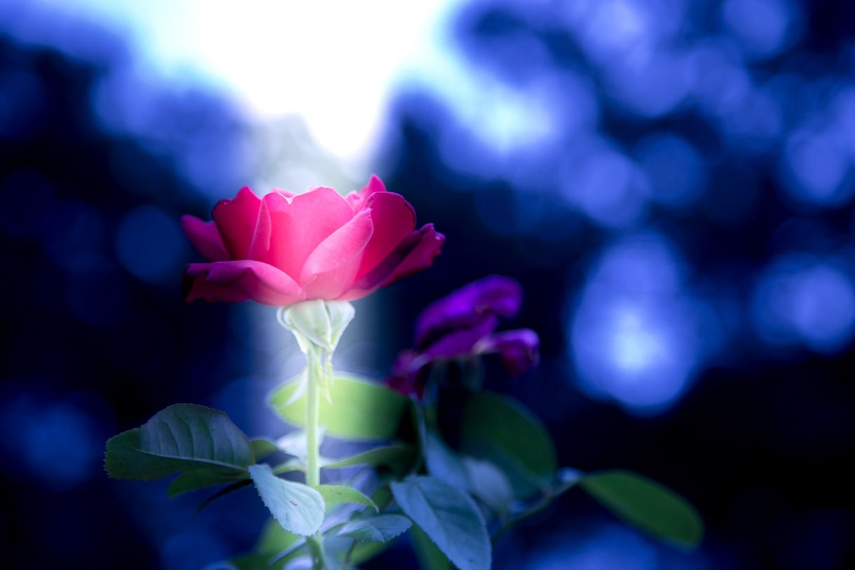 花、風景、動物の写真等を提供させていただきます 外に出かけるのが億劫で写真を見るのが好きって方にオススメです イメージ2