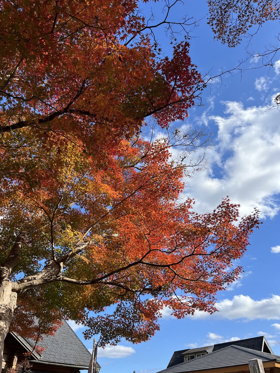 チャット内でひとことアドバイスをいたします 現役大学生の視点でアドバイスさせていただきます イメージ1