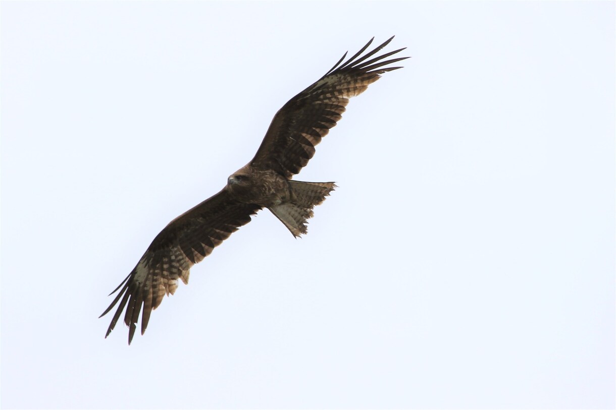 あなたの代わりに野鳥の写真撮ります 野鳥の写真が好きだけど自分で撮れないという方にオススメ！ イメージ1
