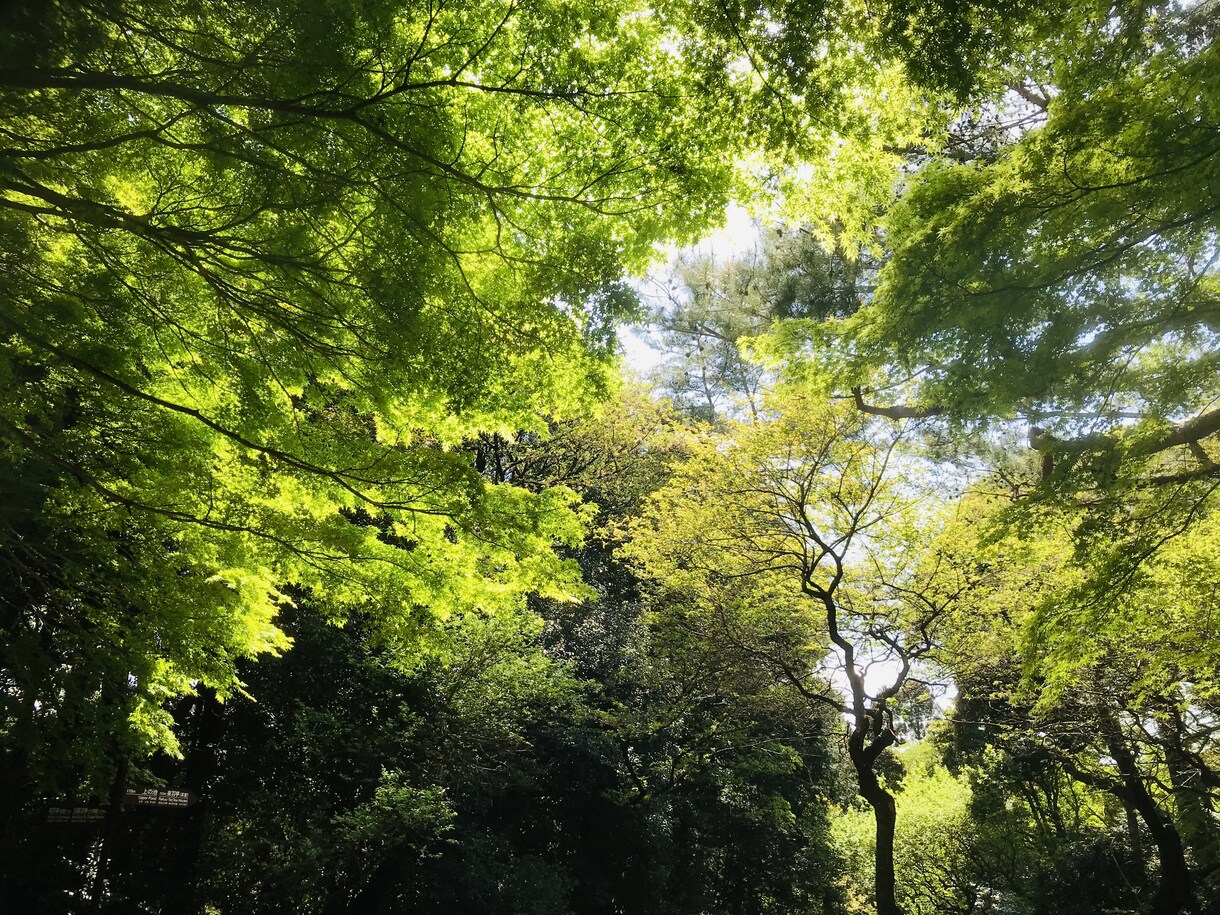 癒しのセラピストが雑談、愚痴をお聴きします 『言えると癒える』『話せると離せる』きっと心が軽くなります イメージ1