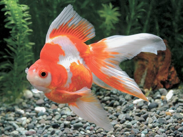 失敗しない金魚の育て方教えます 金魚の育て方初めから教えます！元気な金魚・死なせない金魚 イメージ1