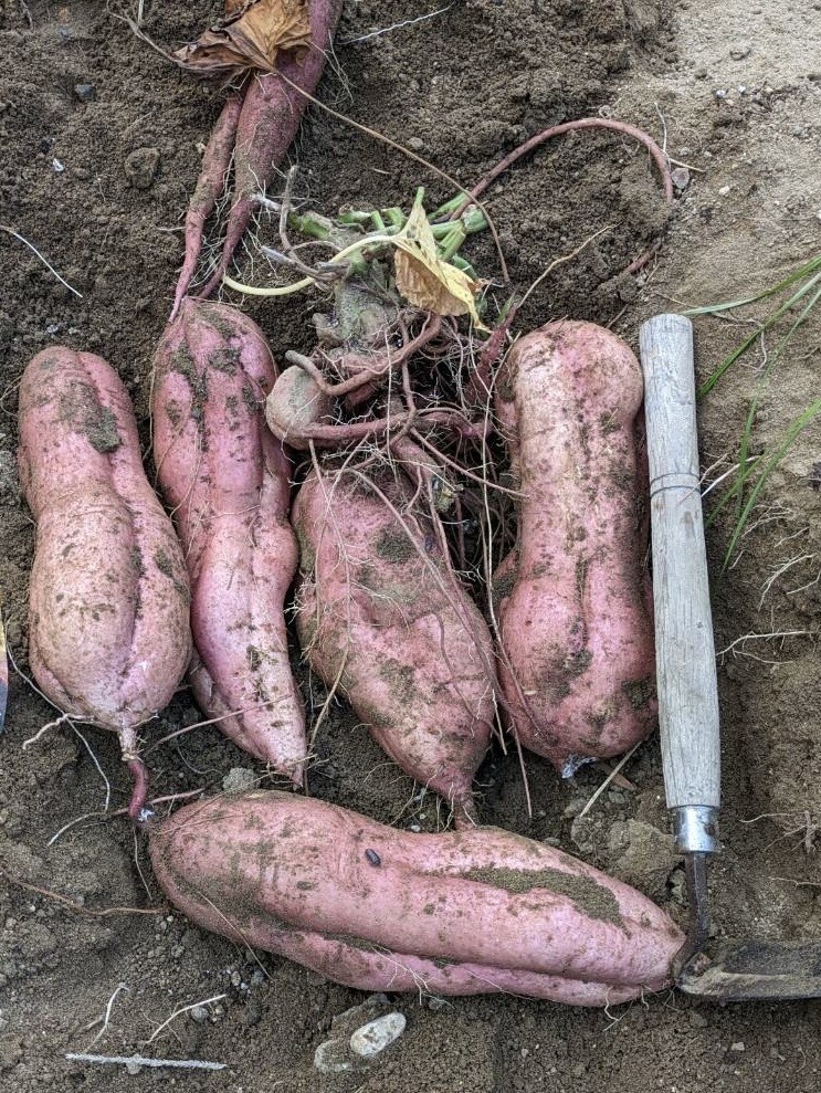 農業、家庭菜園、植物全般の悩み解決します 大手種苗会社にて品種開発〜種子生産までを経験しました。 イメージ6