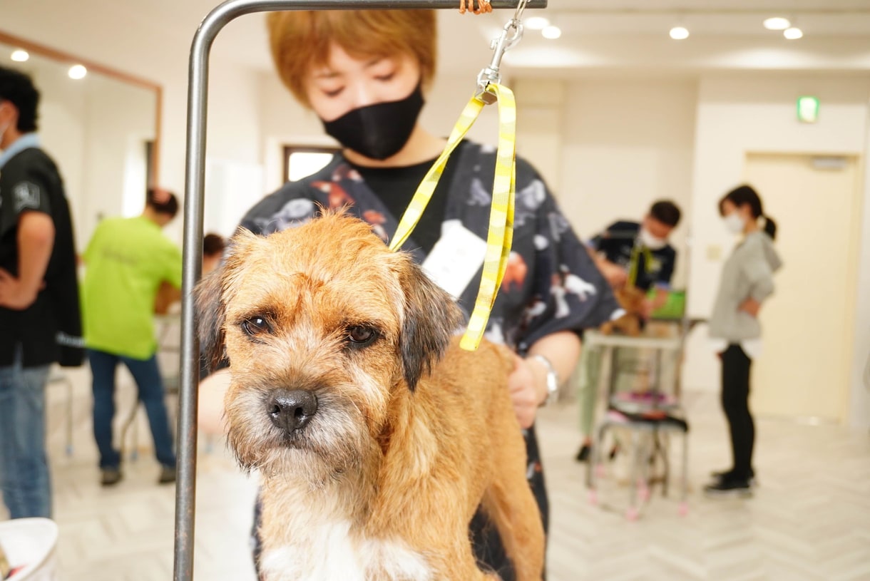 トリマーさんのお仕事のお悩みや愚痴をお聞きします 心理カウンセリングをベースに親身に耳を傾けます。 イメージ2