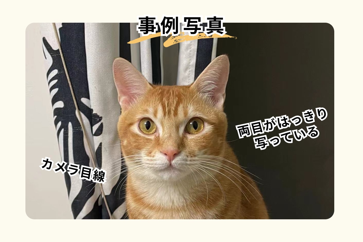 アニマルコミュニケーションを行っています 【先着5名1500円】♪100頭以上の実績・お空の子もOK イメージ3
