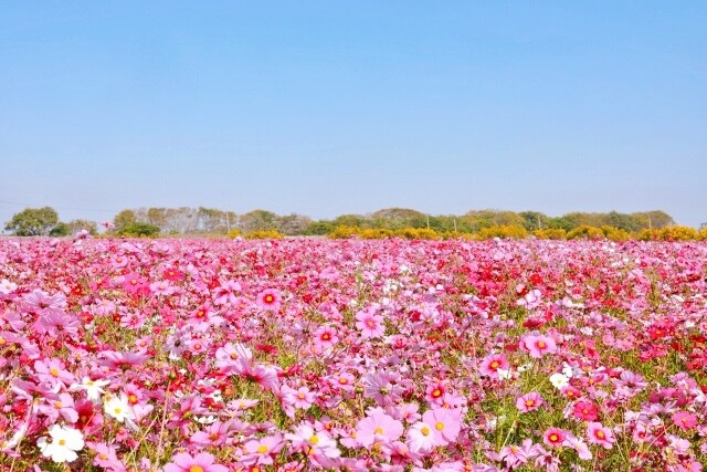 博多弁で明るく楽しくお話します 博多女子すーちゃんに癒されてみん？♡待っとーよ(ノv`*)♪ イメージ2