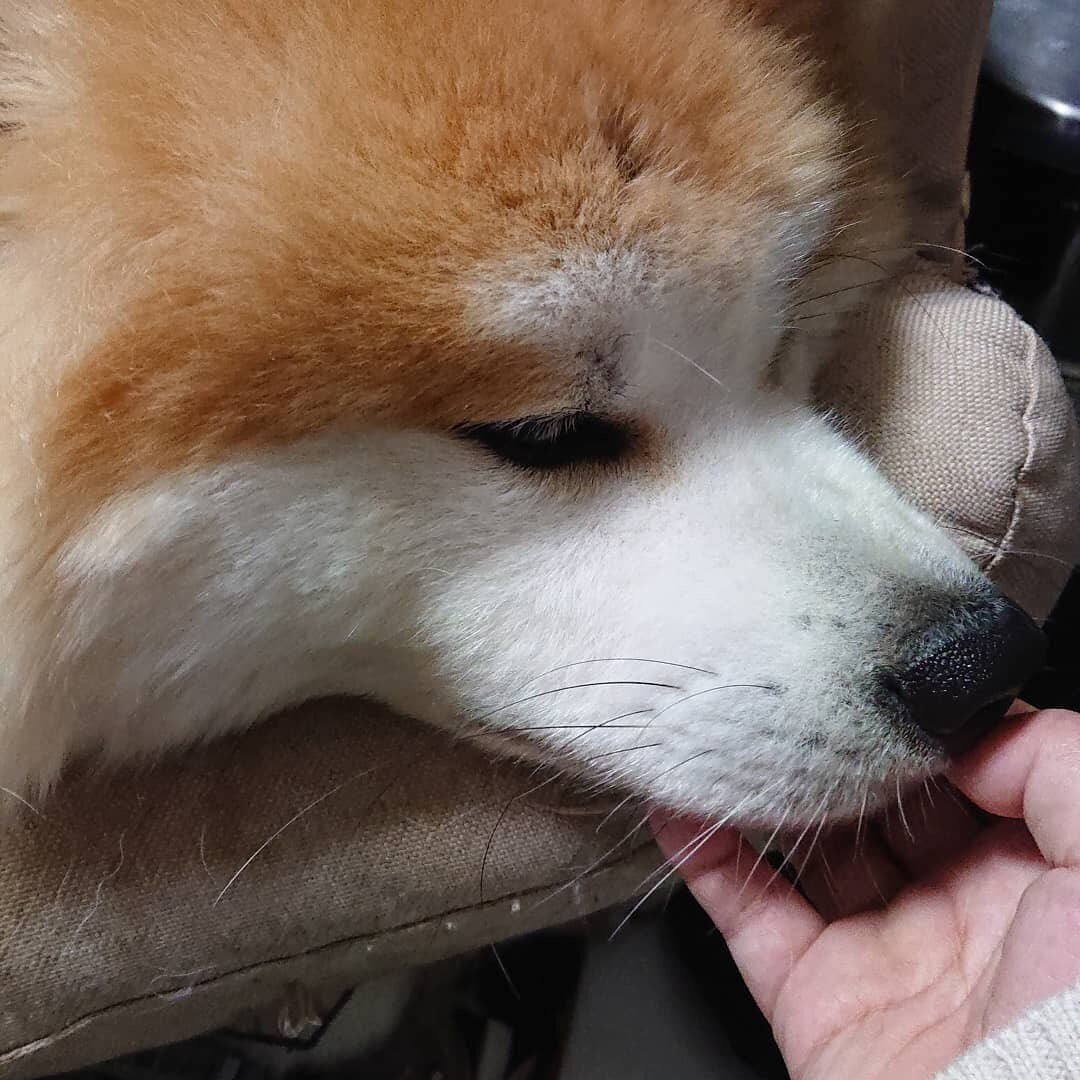 医療、犬、愚痴、オシャレ、なやみききます。ます おはなしききます。お気軽にお電話ください。 イメージ1