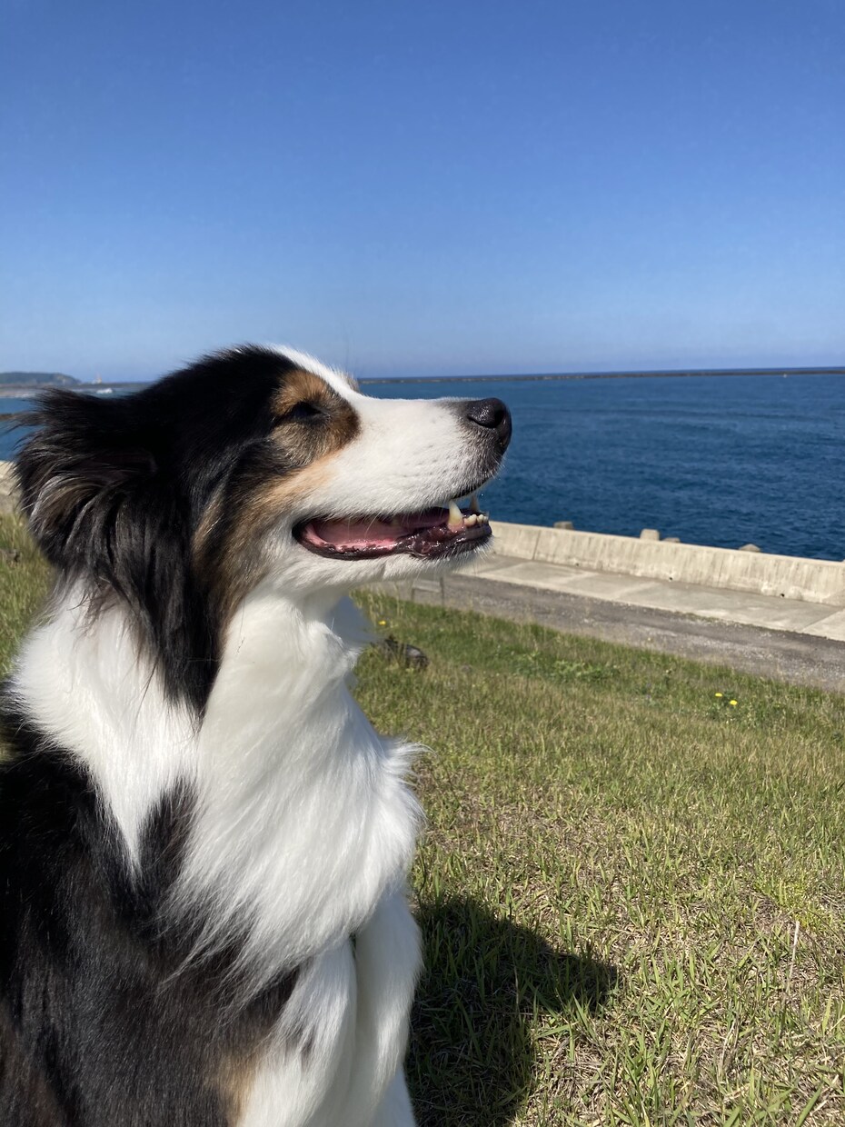 家庭犬の「しつけ」にお応えします 大切な事は「とにかく楽しく！」現役インストラクターが応えます イメージ4