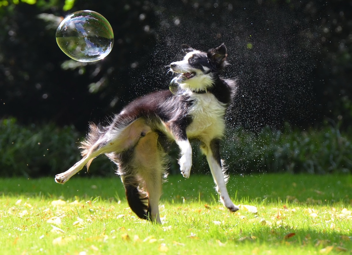 ブログで使える犬のフリー画像50枚を集めます 様々なシチュエーションに対応!!可笑しい!可愛い!!犬の画像 イメージ8